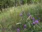 Astragalus onobrychis s Melica transsylvanica a Pseudolysimachion spicatum